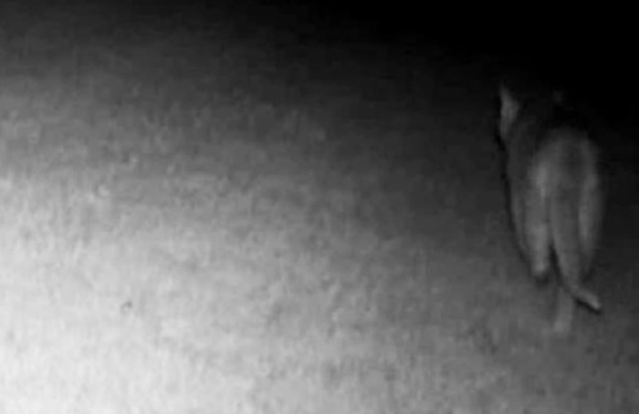 ���������մ���סլ���ɳ���ɽʨ ������������Ҫ���־���