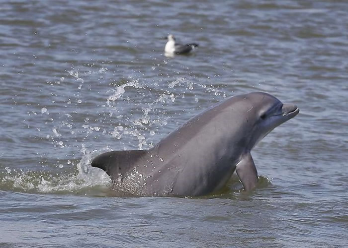 墨西哥湾搁浅海豚数字急增3倍 疑与漏油事故有关