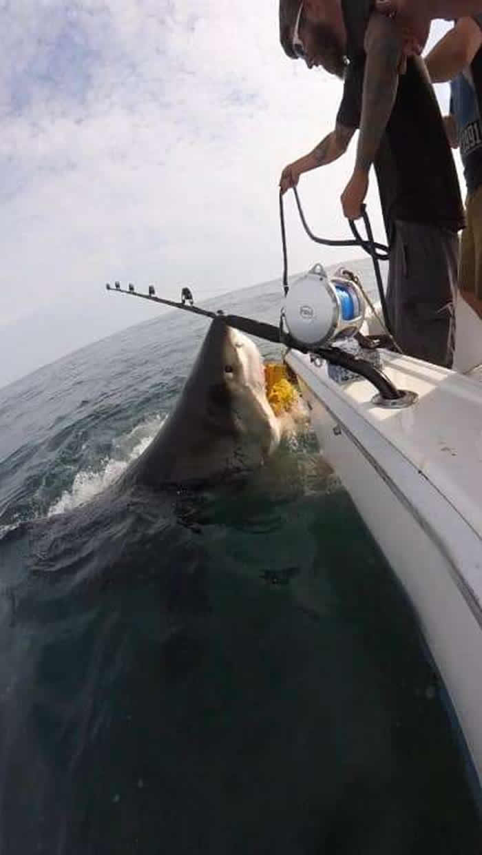 美国新泽西州男子在马纳斯宽湾钓鱼引来超级大白鲨