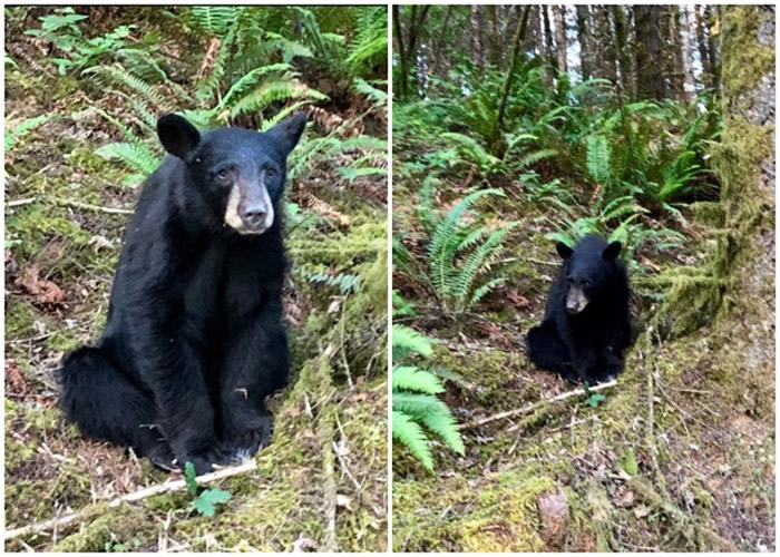 美国俄勒冈州野生黑熊在公园徘徊等待人类喂食 野生动物部门无奈射杀