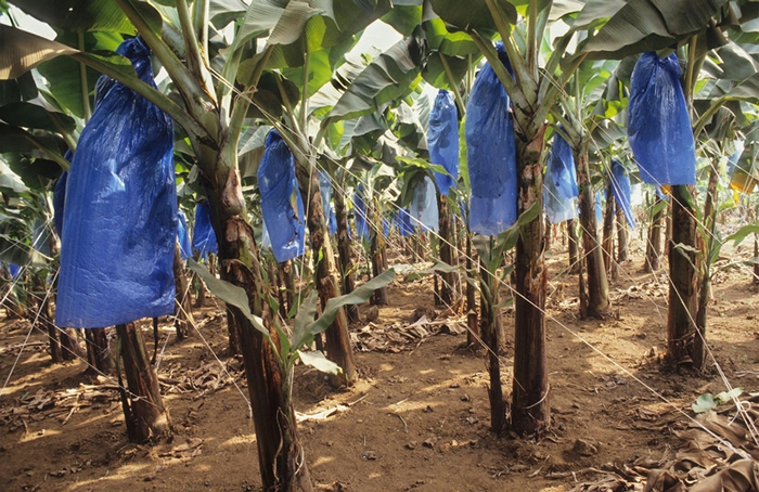 食物生产的整个过程都会使用到塑料。 图中位在喀麦隆的农场就用塑料袋套住成长中的香蕉，以防止出现损害外型的伤痕。 PHOTOGRAPH BY UNIVERSAL