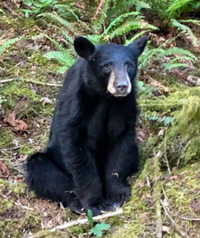 美国俄勒冈州斯科金斯谷公园小黑熊被安乐死 人类乱喂食是主因