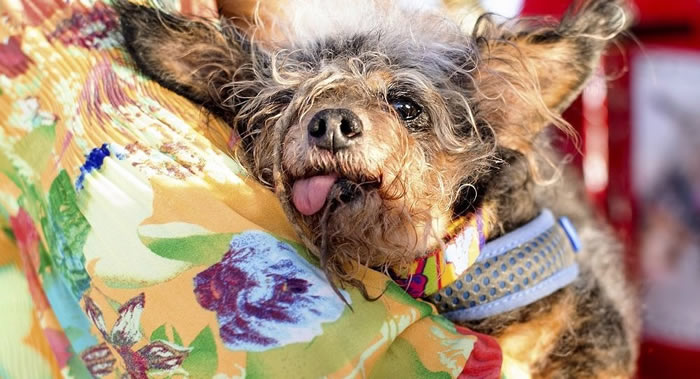 �����˺���������Ϊ�������ճ������ƶ�Ӯ���������ª������