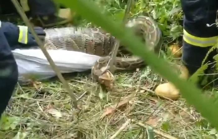 福建省仙游县3米长大蟒蛇吞下小牛身体撑爆爬不动 母牛一旁急怒吼