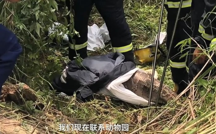 福建省仙游县3米长大蟒蛇吞下小牛身体撑爆爬不动 母牛一旁急怒吼