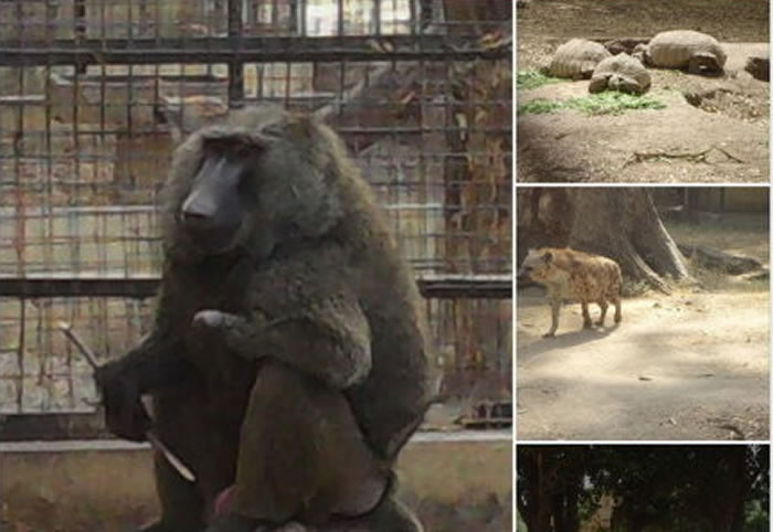 环球趣闻:尼日利亚卡诺动物园大猩猩闯入办公室吞下大量现金?先前还传蛇吃钱