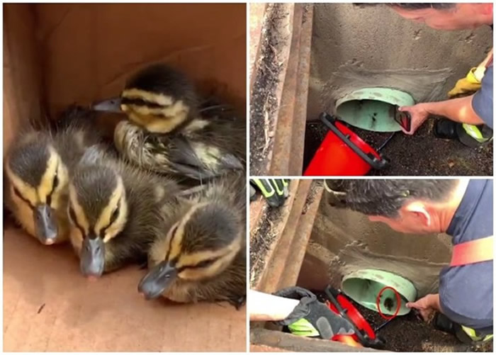 消防员用手机播鸭叫声(右上图),成功吸引误闯下水道的小鸭(右下图红圈)。