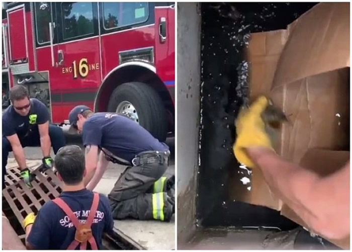 消防员揭开水渠盖(左图),轻易用手捞起在下水道口的小鸭(右图)。