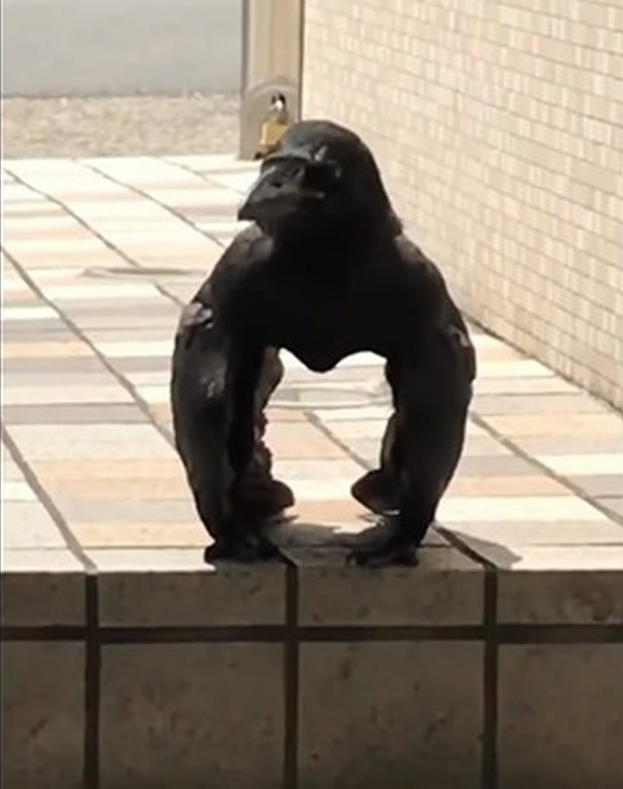 �ձ�������PARCO�ٻ���˾��һֻ��ѻ�ڳ������ɵ�����