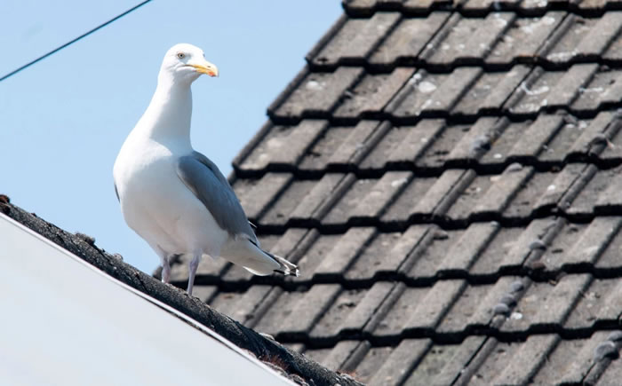 Ӣ�������Ŀ��Ϸ��޳��žͱ��ڼ�Ÿ�ĵ���ͷѪ �ұ�