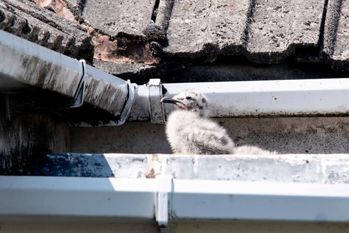 Ӣ�������Ŀ��Ϸ��޳��žͱ��ڼ�Ÿ�ĵ���ͷѪ �ұ�