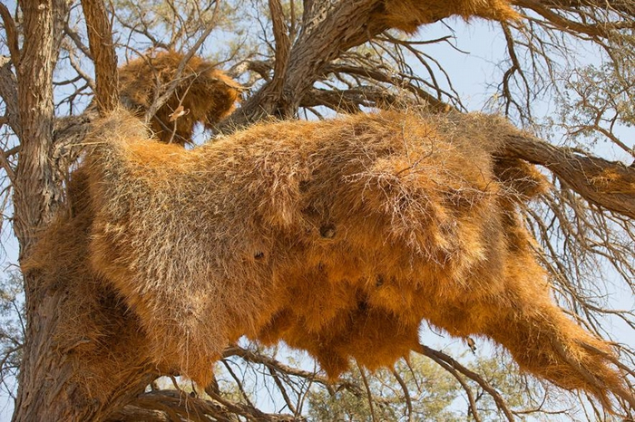 Ⱥ֯ĳԢһױǡ ʮ֯壬Լࡣ PHOTOGRAPH BY MARESA PRYOR, NAT GEO IM