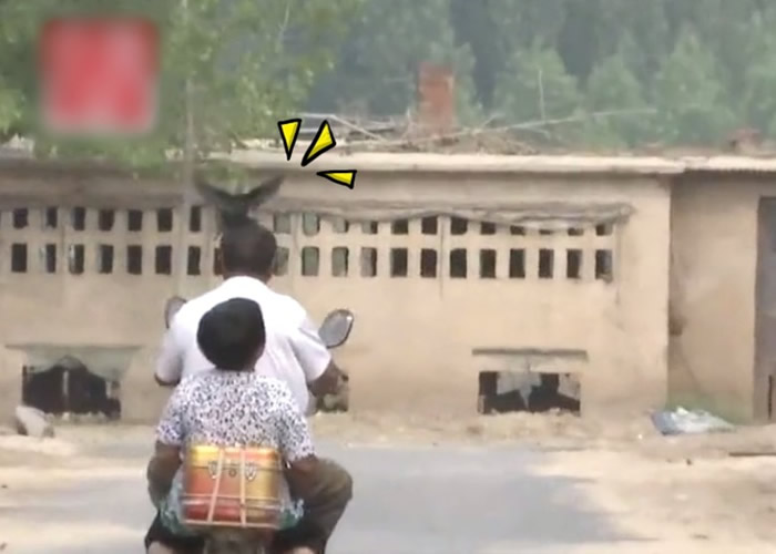 Ȥ�ţ�ɽ���ĳ�����������ÿ����Ŷ�����ֻ���ھ�β������ͷ��