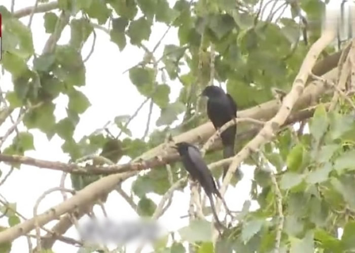 Ȥ�ţ�ɽ���ĳ�����������ÿ����Ŷ�����ֻ���ھ�β������ͷ��