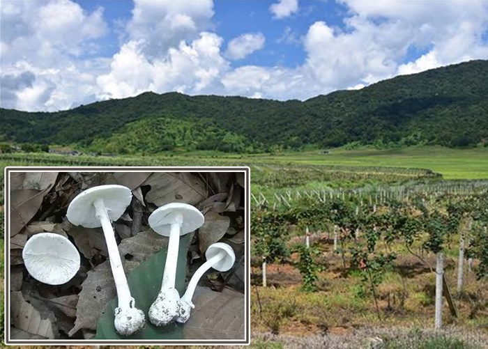 �������Ա�����ϴ��¸�����ֲ ��ʳҰ�������׶�ɡ����������ࣩ�ж�