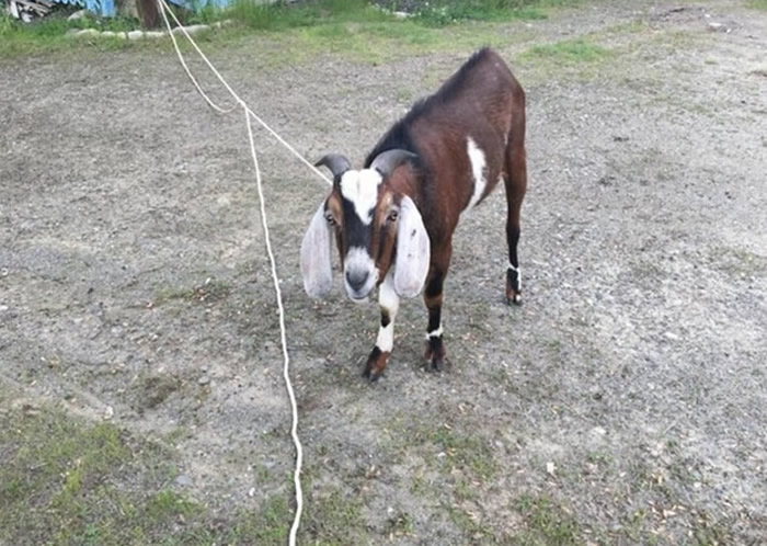 ���������ݰ¿���Ů�ӱ������⵽β�� ������ٵ���������һֻɽ��