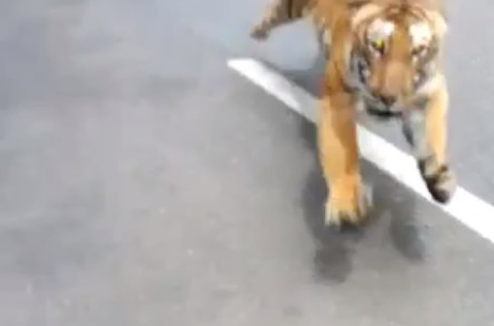 ӡ�ȿ�������2����Ħ�г��о�Ľ�Ƽ�Ұ�����ﱣ�����ּ� ·��ͻȻ�ܳ����ϻ�׷������