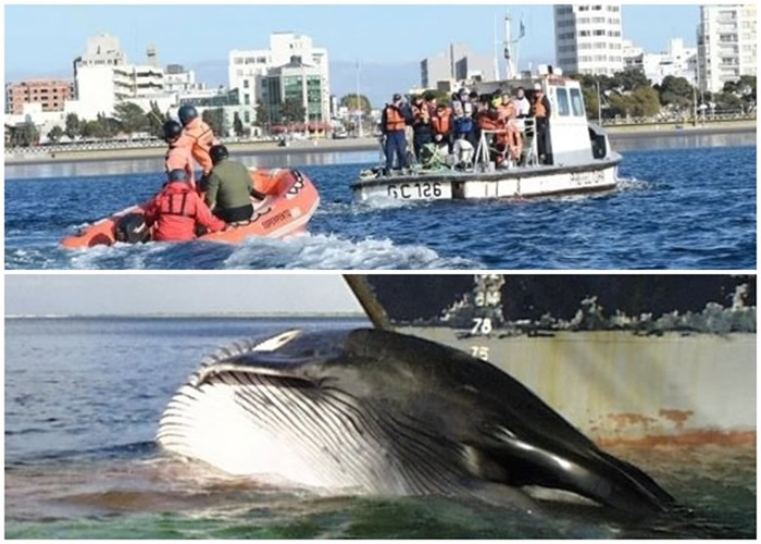 日本退出国际捕鲸委员会重启商业捕鲸 东京当局强调捕鲸为传统