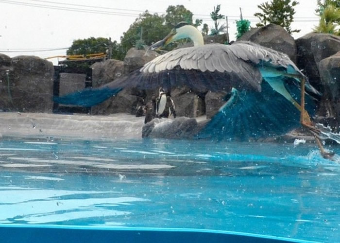 ������ˮ��Ѱ��ʳ�