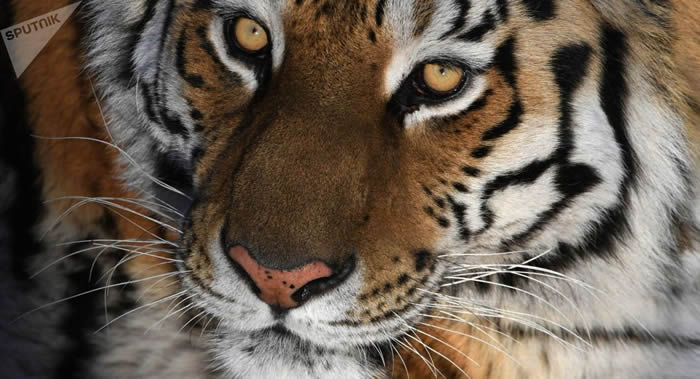 俄罗斯滨海边疆区一只老虎攻击人后逃到森林