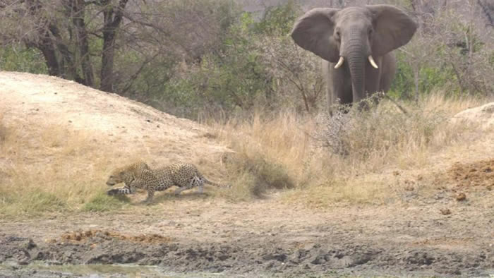南非克鲁格国家公园大象从豹子袭击中救出一群羚羊