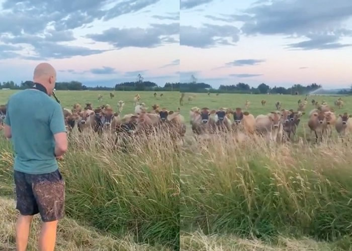 �������ո�����������䴵������ Զ��ţȺ���š��硱����