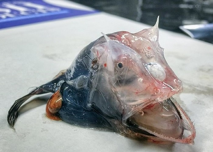 澳洲悉尼渔夫意外捕捉深海神奇生物“独树须鱼”惹议 有人更称“它好像我的妹妹”