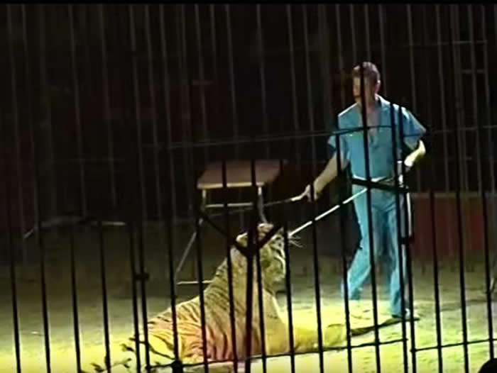 意大利马戏团驯兽师训练时被老虎们“玩弄”惨死