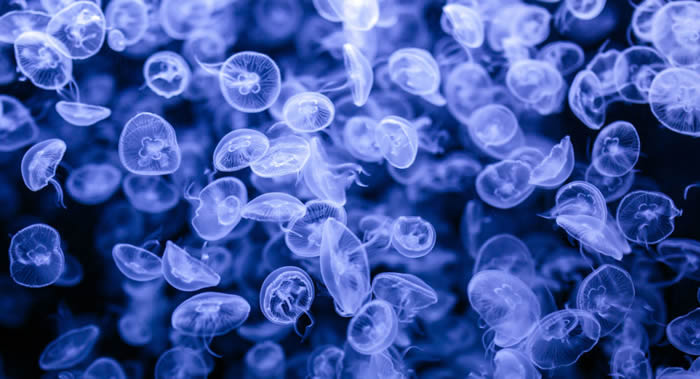 ����ǧ��Ƶ�Σ��ˮĸ��������ɫ�к����������ƶ�