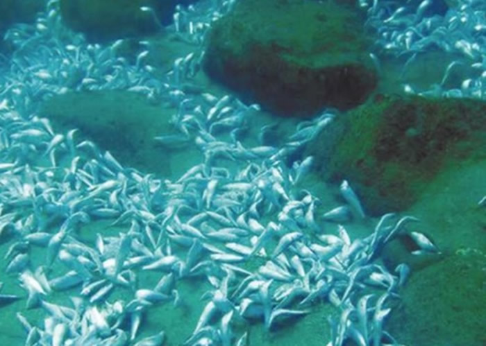 ��ը��ȴδ�и���ˮ�����ʬ����亣�ף��ƻ���̬������