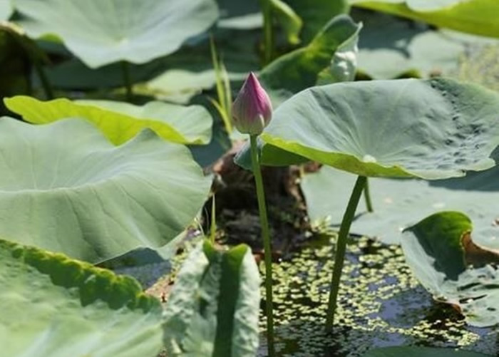 Բ԰ھĳ˯ӳɹһ仨