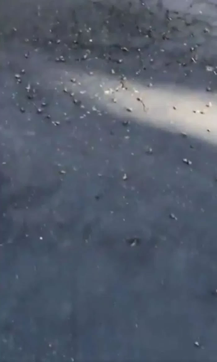 �������ݵ�������Khalil Underwood�Ƽ����⾪���������۷�