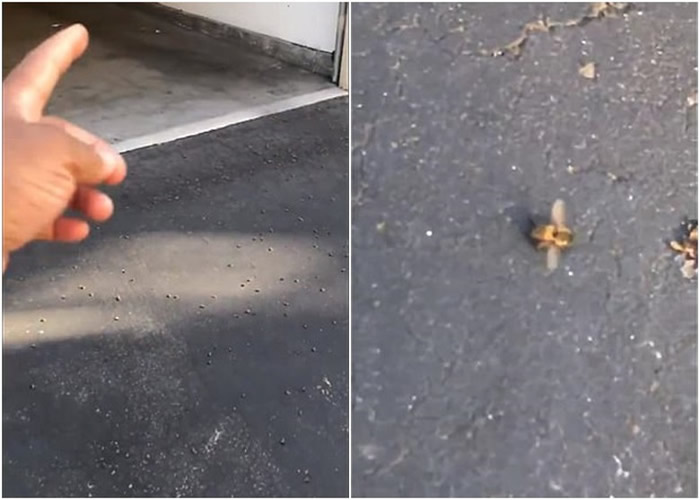 �������ݵ�������Khalil Underwood�Ƽ����⾪���������۷�