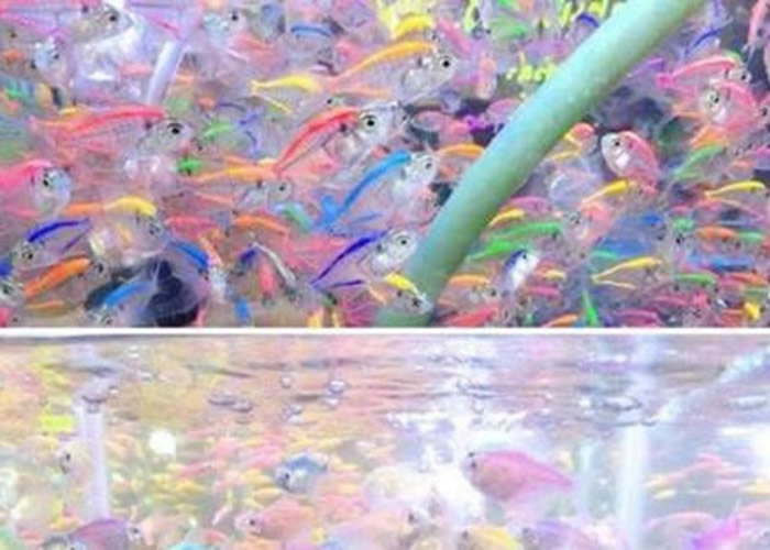 泰国鱼贩为赚取更多利润利用微型针筒把水彩颜料注入鱼类的身体 手段残忍挨轰