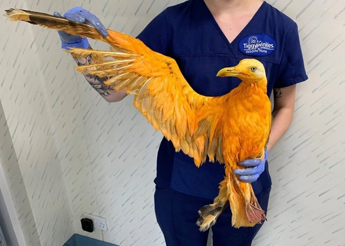 ����������ƣ�����ȥ����������