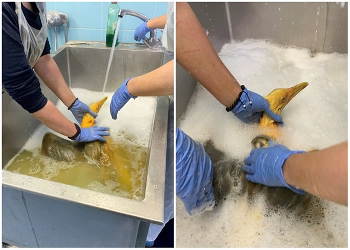 ��ҽŬ��ϴ��Ϊ����ଡ�