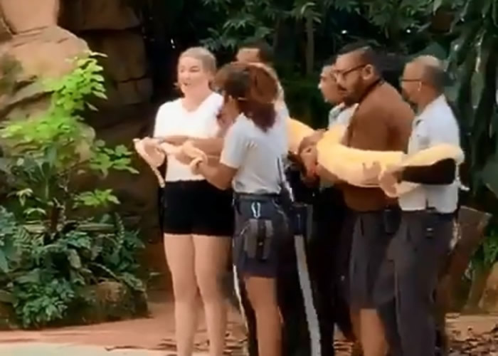 新加坡动物园举办与巨蟒亲密接触活动 女子被吓至花容失色