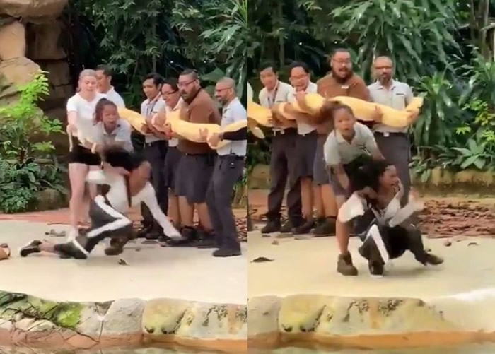 新加坡动物园举办与巨蟒亲密接触活动 女子被吓至花容失色