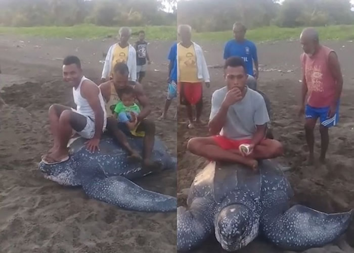 印尼濒危棱皮龟上岸产蛋 惨遭民众轮流骑乘嬉戏