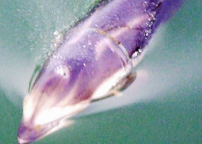 海豚在海中游泳，环状物卡在胸鳍附近位置。