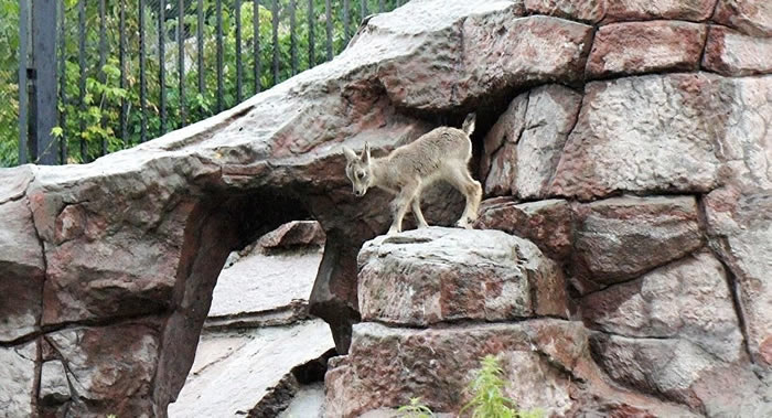 ����˹Ī˹�ƶ���԰����һֻ����