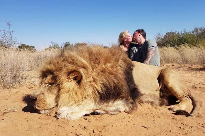 变态加拿大夫妻猎杀南非巨大雄狮后在尸体后方热吻引发公愤