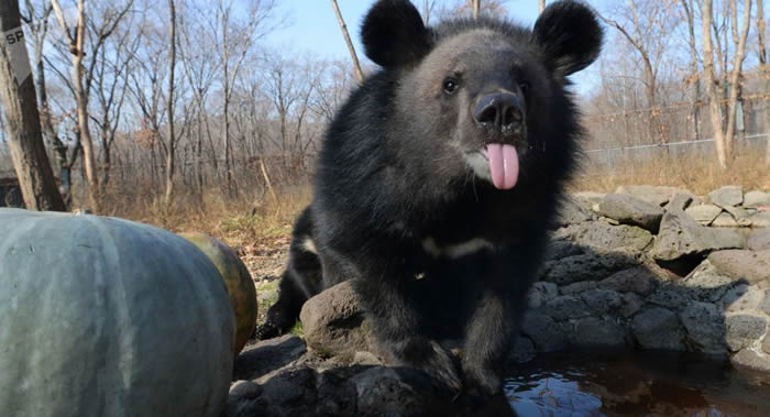 ˹߽֮硱ҹ԰ԱռʱԱϵС޺