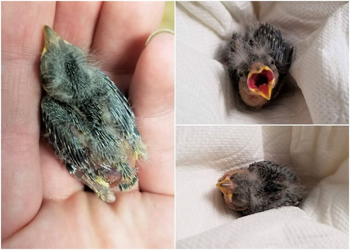 �����������������ҿ��� �ټƳ̳�������С���ҽ