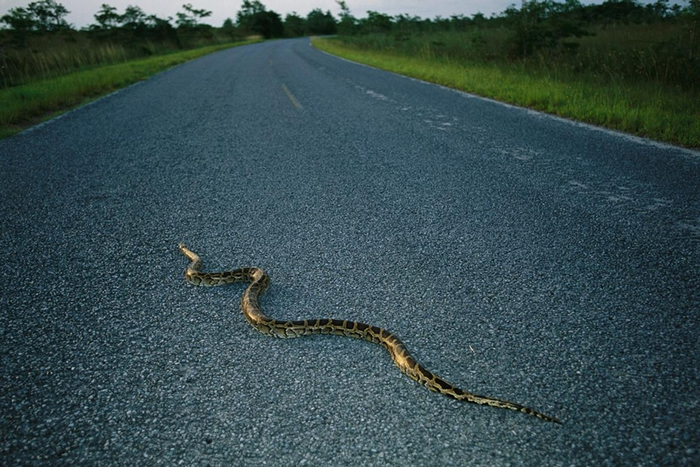 һBurmese pythonԽ· ԭǣĿǰгǧֻڷEvergladesУԭ