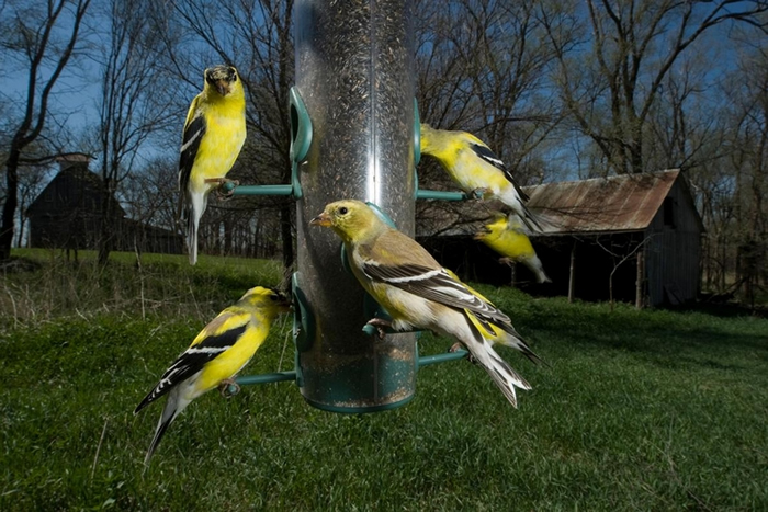 ιȻܵǵĻӭҰ˵ܴ ǵĺôᳬԽЩ PHOTOGRAPH BY JOEL SARTORE, NAT GEO