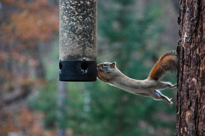 喂鸟器可能引来松鼠和其它不速之客。 PHOTOGRAPH BY MICHAEL FORSBERG, NAT GEO IMAGE COLLECTION
