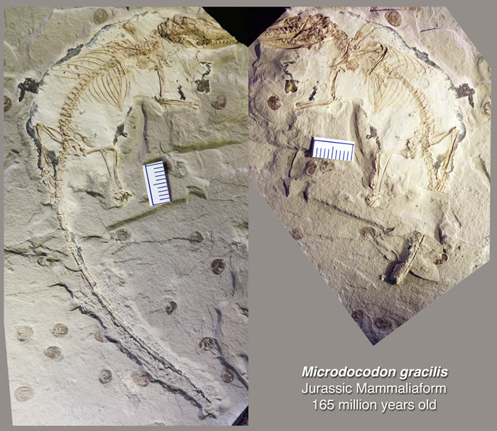 µĲͶﻯʯ--΢Сޡ(Microdocodon)Credit: Zhe-Xi Luo
