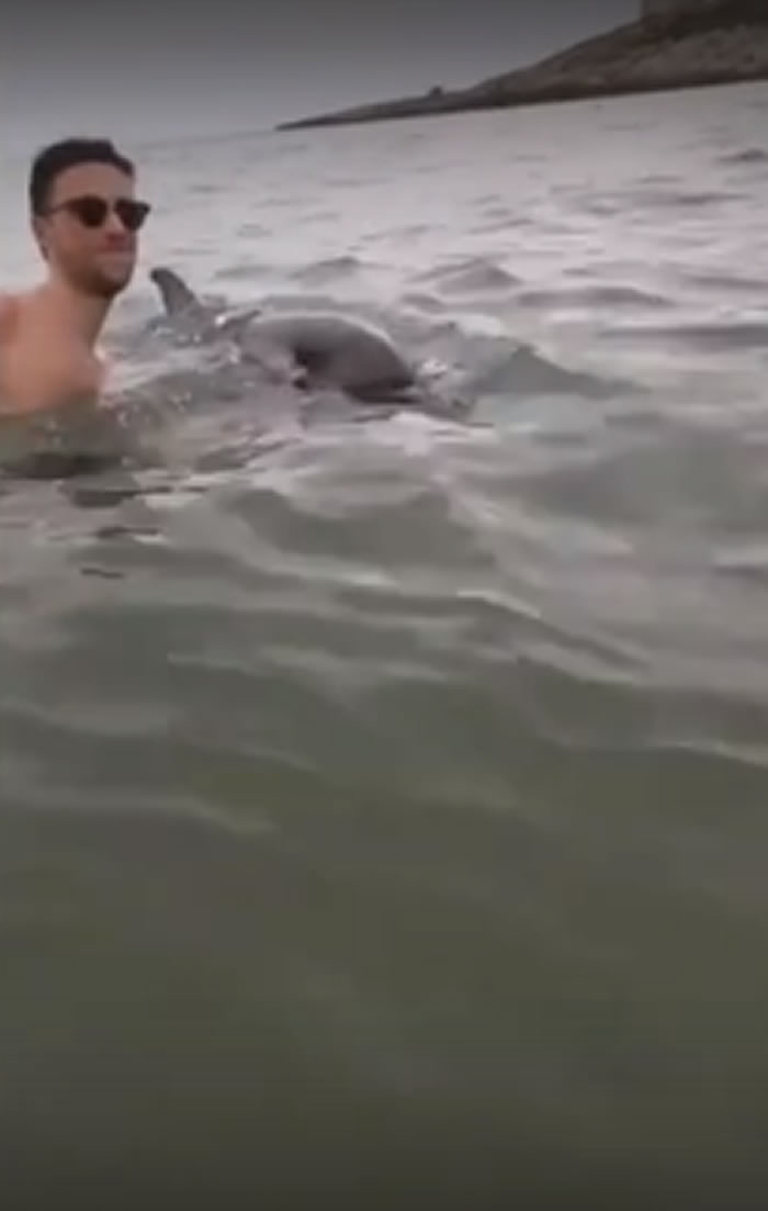 意大利度假胜地佩斯基奇镇一只小海豚游到近岸求救