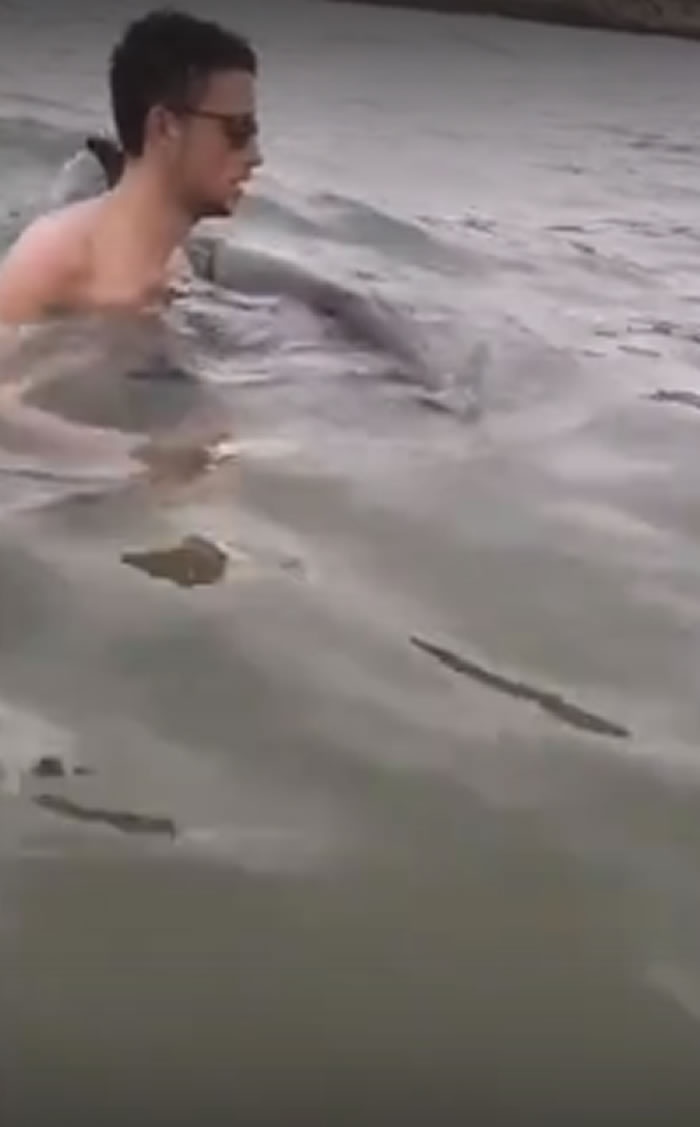 意大利度假胜地佩斯基奇镇一只小海豚游到近岸求救